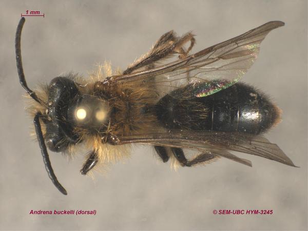Photo of Andrena buckelli by Spencer Entomological Museum